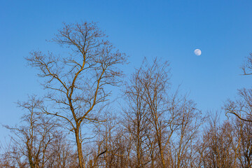 luna tra gli alberi