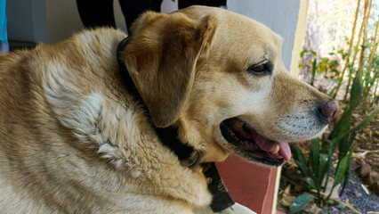 golden retriever dog. Closeup of  Animal Dog.
