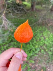 hand holding a flower physalis