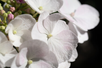 beautiful  blossom of white  hydrangea with pink blush and another variouse pink flowers  at summer day.  macro shot