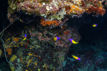 Fototapeta na wymiar scuba diving photos from Grand Cayman