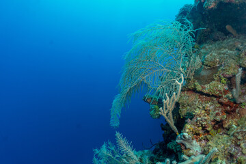 Fototapeta na wymiar scuba diving photos from Grand Cayman