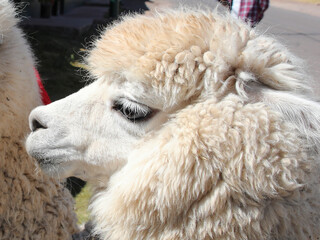 Alpaca from Peru where the best wool in the world comes from