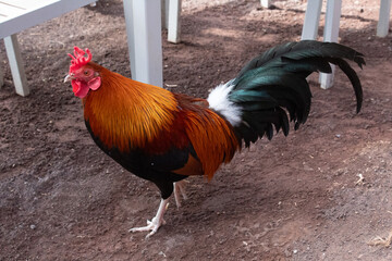 Rooster in the farm