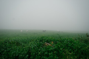 cows in the fog on green hills on the island of Sao Miguel, Azores