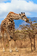 Obraz premium Giraffe in savanna in Serengeti national park in Tanzania. Wild nature of Tanzania, East Africa