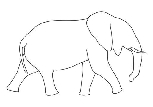 Elephant in continuous line art drawing. Minimalist black linear sketch isolated on white background. Vector illustration
