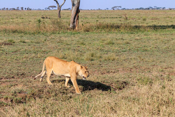 Lioness (Panthera leo) walking in savannah in Serengeti national park, Tanzania