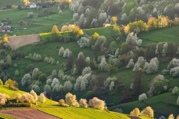 Spring Slovakia landscape. Nature fields with blooming cherries. Unique ecological land management. Polana region, Hrinova, Slovakia Europe.  © Ivan