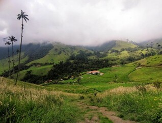 Paisaje Valle del Cocora, Montañas, Quindío, Colombia