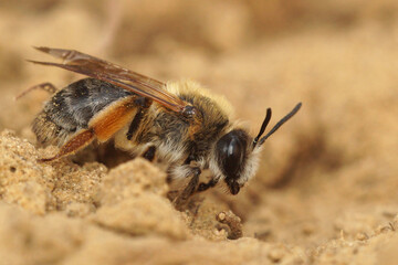 Closeup on a female grey gastered mining bee, Andrena tibialis on the ground