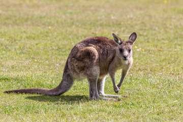 Forester kangaroo, Macropus giganteus, the largest marsupial in Tasmania, Australia.