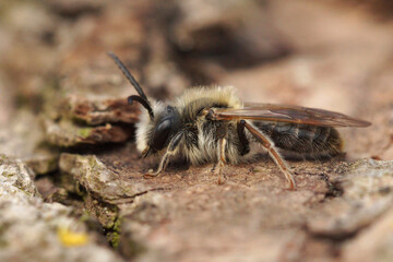 Closeup on a cute fluffy male orange-tailed mining bee, Andrena haemorrhoa, sitting on a piece of wood