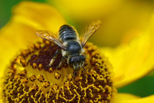 Closeup on a patchwork leafcutter bee, Megachile centuncularis on an orange Helenium autumnale