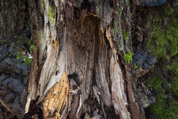 close-up rotten tree. rotting tree