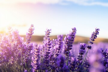 Sunlit field of lavender flowers with open space for text placement.