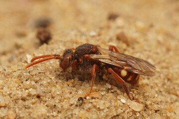 Closeup shot of male bear-clawed Nomada cleptopparasite bee, Nomada alboguttata, on sand