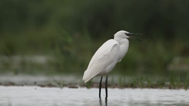 Little egret stands in a shallow bay. Her beak is open, her tongue is visible. A beautiful video with a white heron.