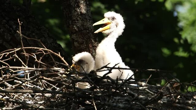 The chicks of the black stork are sitting in the nest. The sun is shining on the birds, the beak is open.