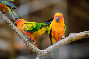 Close up portrait of colorful orange and green macaw parrot.Orange and green macaw parrot portrait.