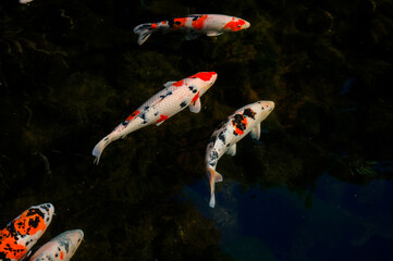 Colorful fancy carps or koi fishes swimming in a pond.Beautiful color japanese koi fish.Koi carp fish swarm many colorful fishes in water.
