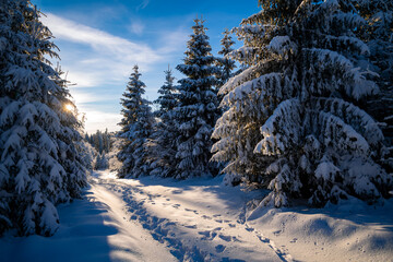 Winter wonderland scenery in Willingen, Upland Germany. Idyllic hiking track or forest path with...
