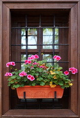 blooming pink pelargonium in a flower pot on the window outside