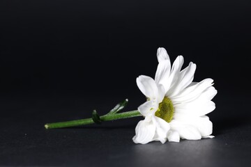 Beautiful white chamomile flower on dark background, closeup