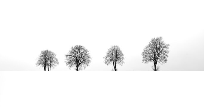 Panoramic view of four bare trees on a snow covered meadow in winter season in Sauerland, Germany. Contrasting delicate silhouettes on a cloudy day with white sky. Black and white greyscale landscape.