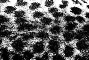 Transparent cheetah skin texture for background