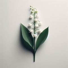 lily of the valley is a kind of perennial herbaceous plant known as may bells our lady s tears and mary s tears