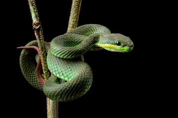 Baby green viper snake, White-lipped green viper Trimeresurus albolabris