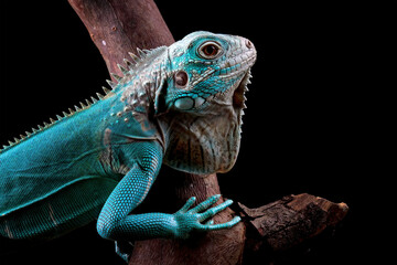 Blue Iguana sitting on branch with black background, blue Iguana Cyclura Lewisi, Grand Cayman Blue Iguana