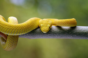Yellow viper snake on branch, yellow white-lipped pit viper, Trimeresurus insularis, endemic snake of Indonesia