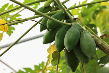 Unripe papaya fruits growing on tree in greenhouse, low angle view. Space for text