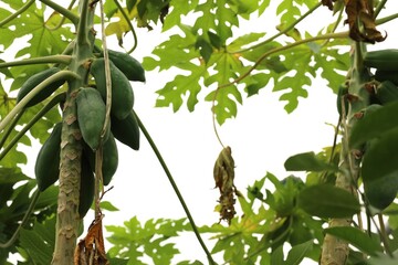 Unripe papaya fruits growing on tree in greenhouse, low angle view