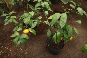 Potted tangerine tree with ripe fruits in greenhouse, above view