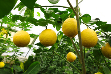 Lemon tree with ripe fruit in greenhouse, low angle view
