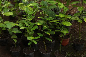 Many different beautiful potted plants in greenhouse