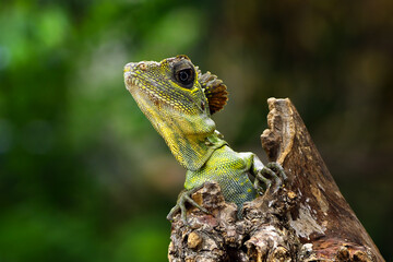 great angle head lizard on branch, Gonocephalus grandis, animal closeup