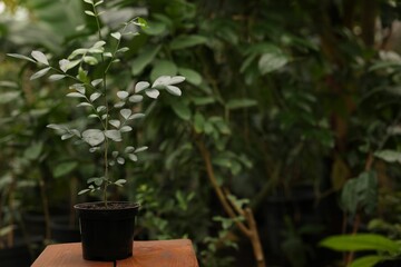 Beautiful potted murraya plant growing in greenhouse, space for text