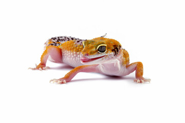 Leopard gecko lizard isolated on white, eublepharis macularius