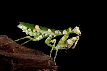 Banded flower mantis on wood with black background, ribbon flower grasshopper