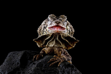 Frilled lizard isolated on black background, Chlamydosaurus kingii