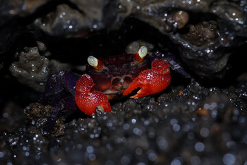Vampire crab isolated on white
