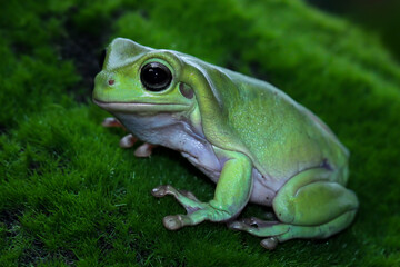 Beautiful tree frog on a grass, dumpy frog, animal closeup