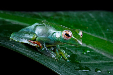 Rhacophorus dulitensis, Jade tree frog sitting on leaves