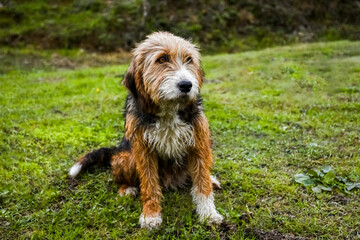 Portrait of a cute brown Bosnian Coarse-haired Hound. Bulgarian, Barak dog is sitting on the grass.