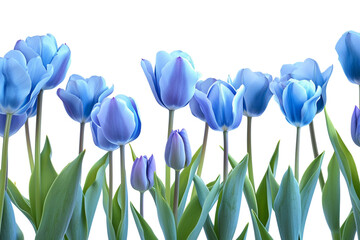 Gorgeous blue tulips set against a transparent background