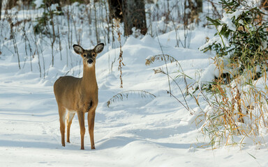 white tailed deer doe in winter snow
